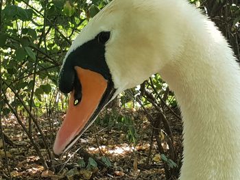 Close-up of bird