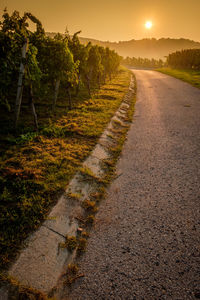 Street in vineyard with vines and sun in vertical format