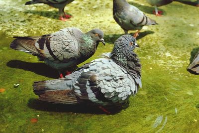 Close-up of birds perching on grass