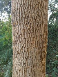 Close-up of tree trunk