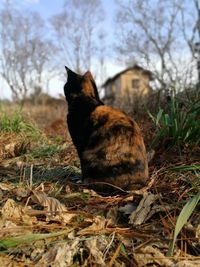 Cat sitting on field