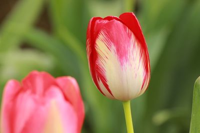 Close-up of pink tulip