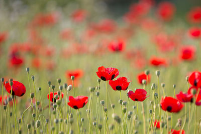 Close-up of poppy flowers blooming in field