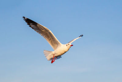 Low angle view of seagull flying