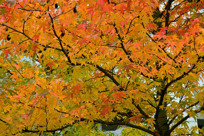 Close-up of maple tree leaves during autumn