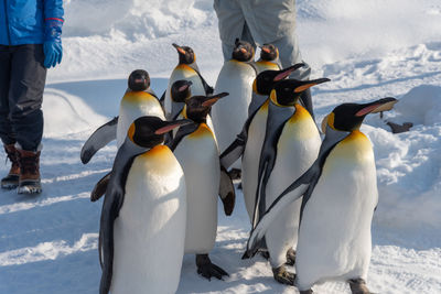 View of birds on snow covered land