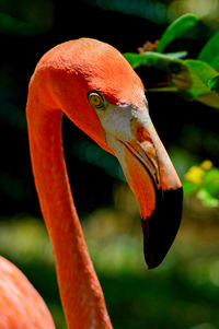 Close-up of a bird