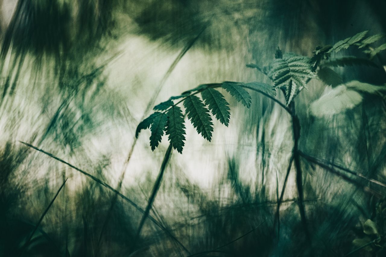 CLOSE-UP OF STALKS AND LEAVES ON LAND