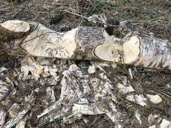 Full frame shot of tree trunk in forest