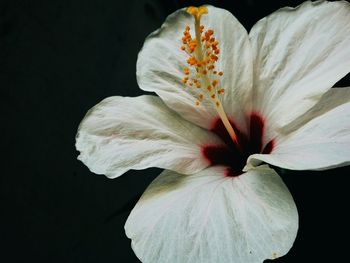 Close-up of flower against black background