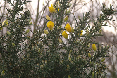 Close-up of plant