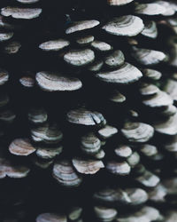 Full frame shot of firewood