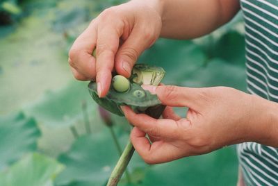 Midsection of man holding plant pod