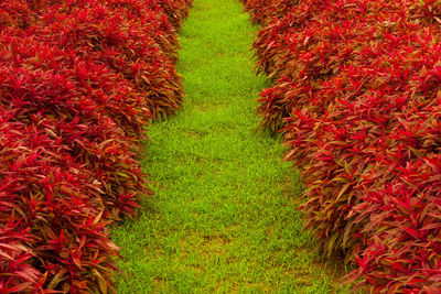 High angle view of red flowering plant on field