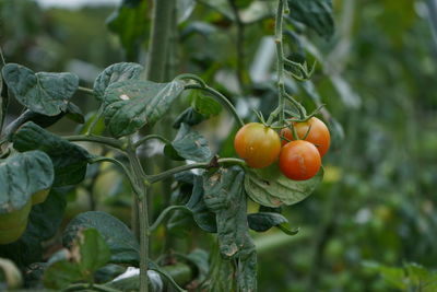 Close-up of fruits on tree, tomatoes 