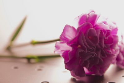 Close-up of pink flowers