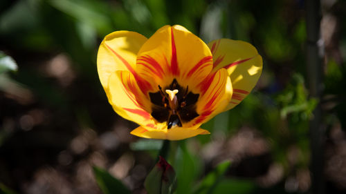 Close-up of yellow flower