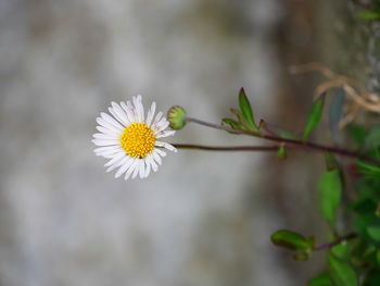 Close-up of white flowering plant