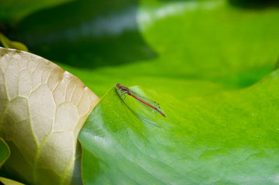 Close-up of insect on leaf