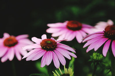 Close-up of pink flowers