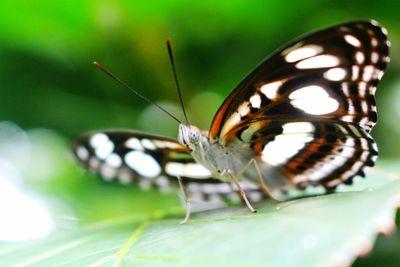 Close-up of butterfly