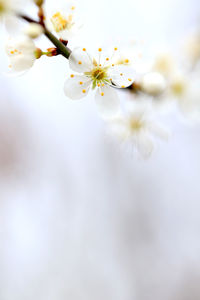 Close-up of white cherry blossoms in spring