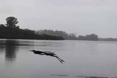 Bird flying over lake against sky