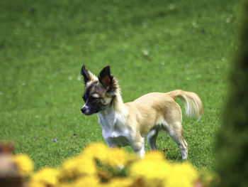 View of a dog on field