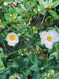 Close-up of white flowering plant