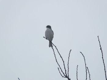 Low angle view of bird perching on branch against clear sky