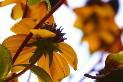 Close-up of yellow flower blooming outdoors