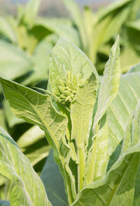 Close-up of fresh green leaves on plant