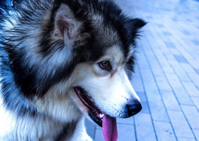 Close-up portrait of dog