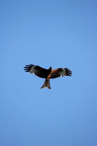 Low angle view of eagle flying in sky