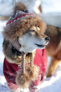 Close-up of dog in snow