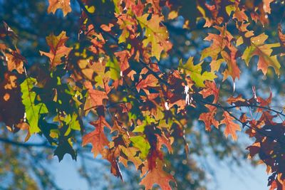 Low angle view of maple leaves on tree