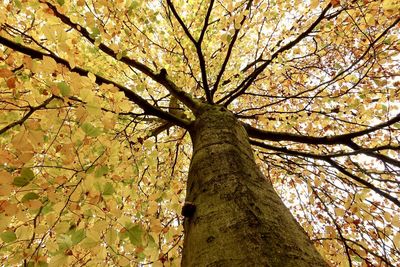 Low angle view of tree in forest against sky