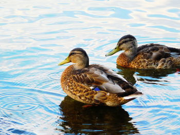 Duck swimming on lake