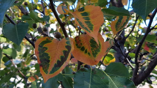 Low angle view of fruits on tree