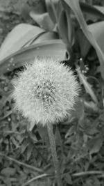 Close-up of flower