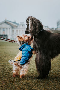 Two small dogs making friends with a big hound on field 