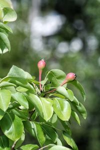 Close-up of red flowering plant