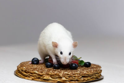 Close-up of white cat eating food