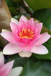 Close-up of lotus water lily in pond