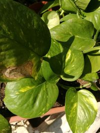 Full frame shot of green leaves