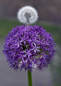 Close-up of purple flowering plant