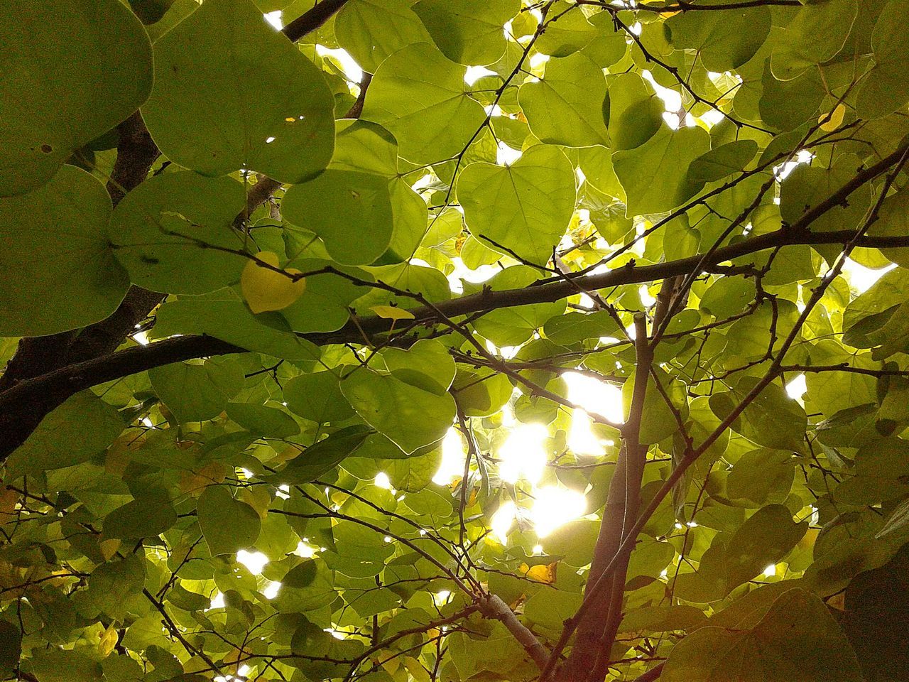 growth, sunlight, nature, tree, branch, leaf, no people, low angle view, day, outdoors, beauty in nature, freshness, close-up