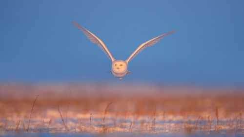 Owl flying over field against sky during sunset