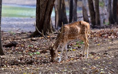 Deer standing in a field