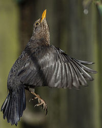 Close-up of bird perching